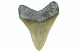 Fossil Megalodon Tooth - North Carolina #358941-1